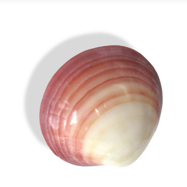 Lava shell 1db